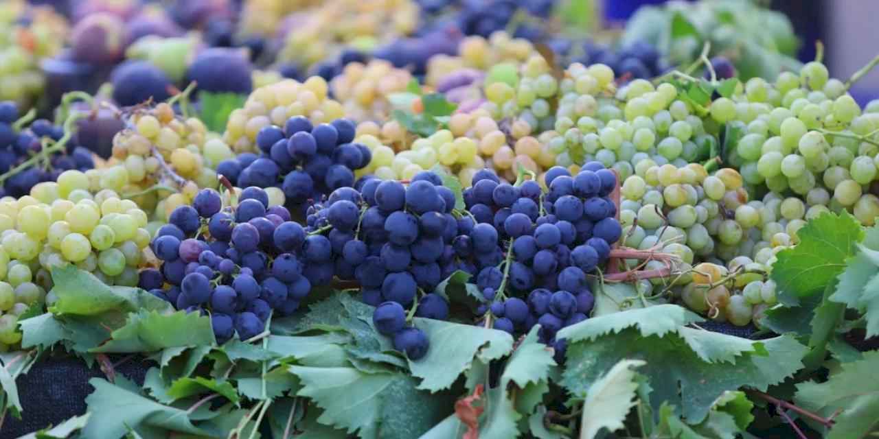 İzmir Karabağlar'da coğrafi işaretli üzüme yoğun ilgi