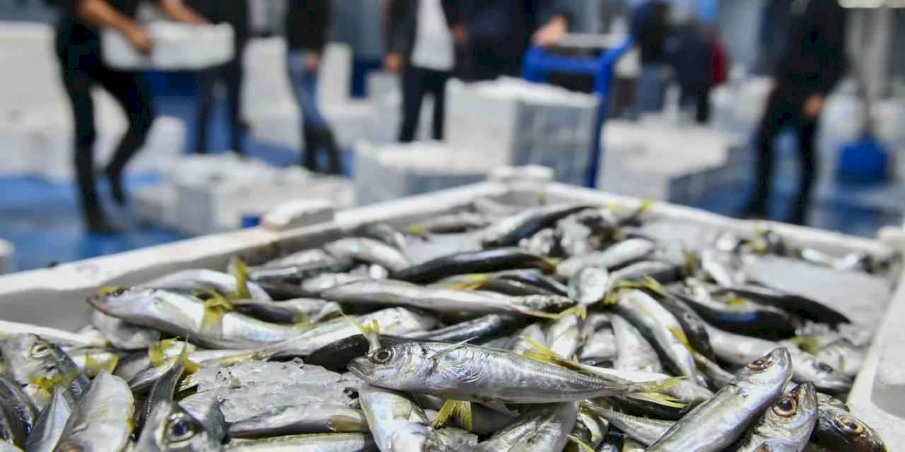 Ankara'da balık sezonu başladı, denetimler sıklaştı