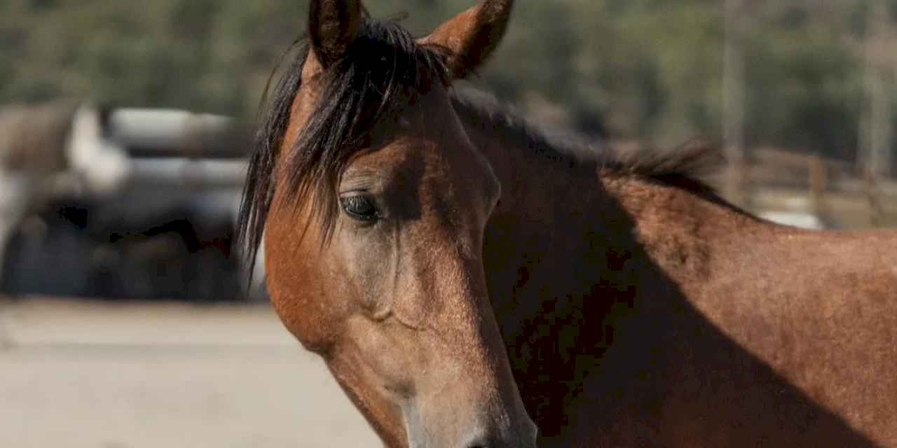 İzmir’de sahipsiz binek hayvanlara yeni bir hayat