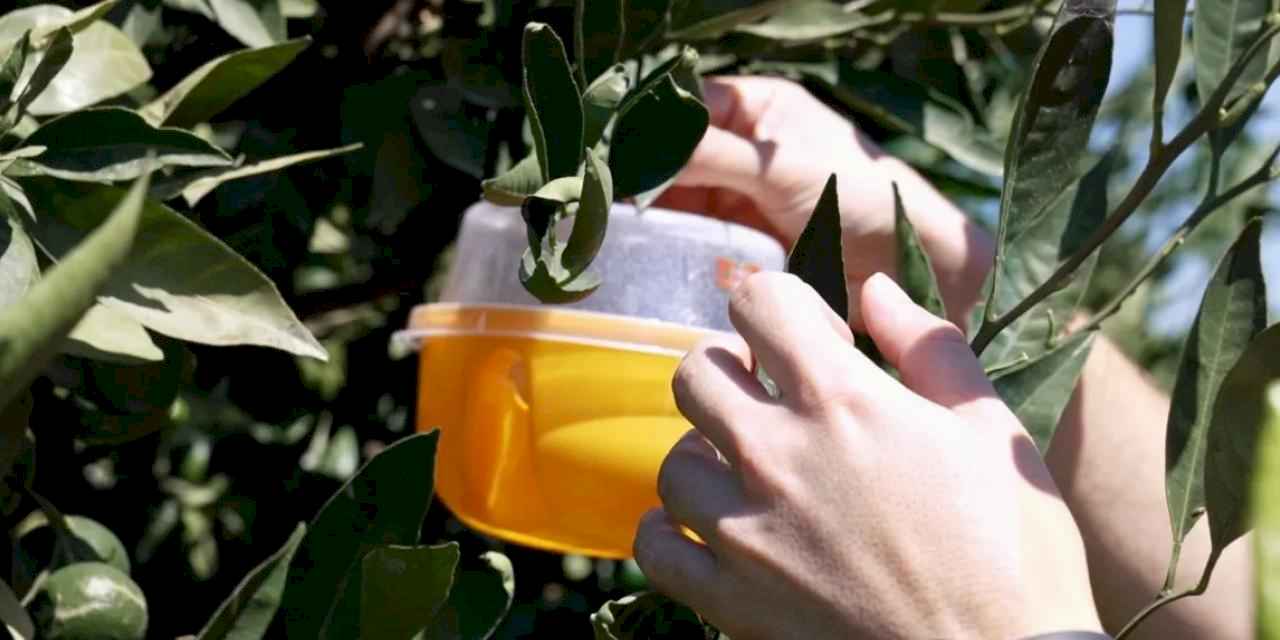 İzmir'de üreticiye Akdeniz meyve sineği ile mücadele desteği