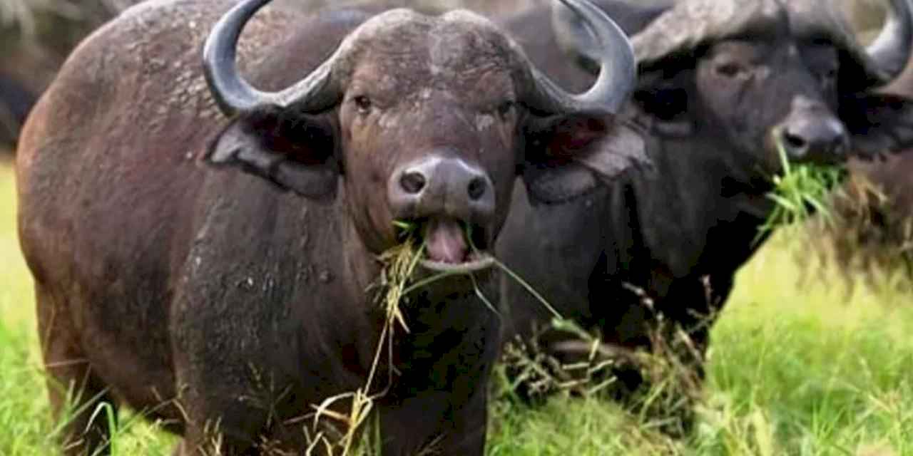 Büyükbaşta manda sayısı azaldı