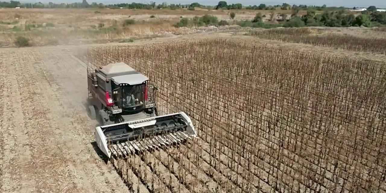 Mustafakemalpaşa'da belediye projesinde ayçiçeği hasadı