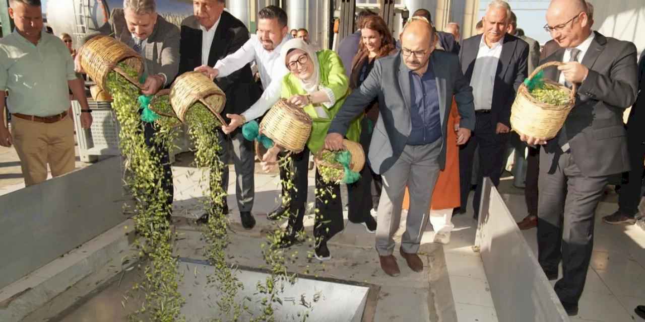 Ayvalık'ta yılın ilk zeytin hasadı yapıldı
