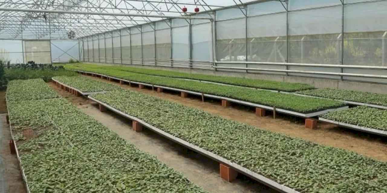 Ordu’da 4,5 milyon fideyle üretim seferberliği