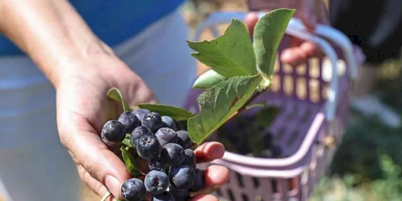 Antalya’da yerelden kalkınma! Beğiş’te üretici kazandı