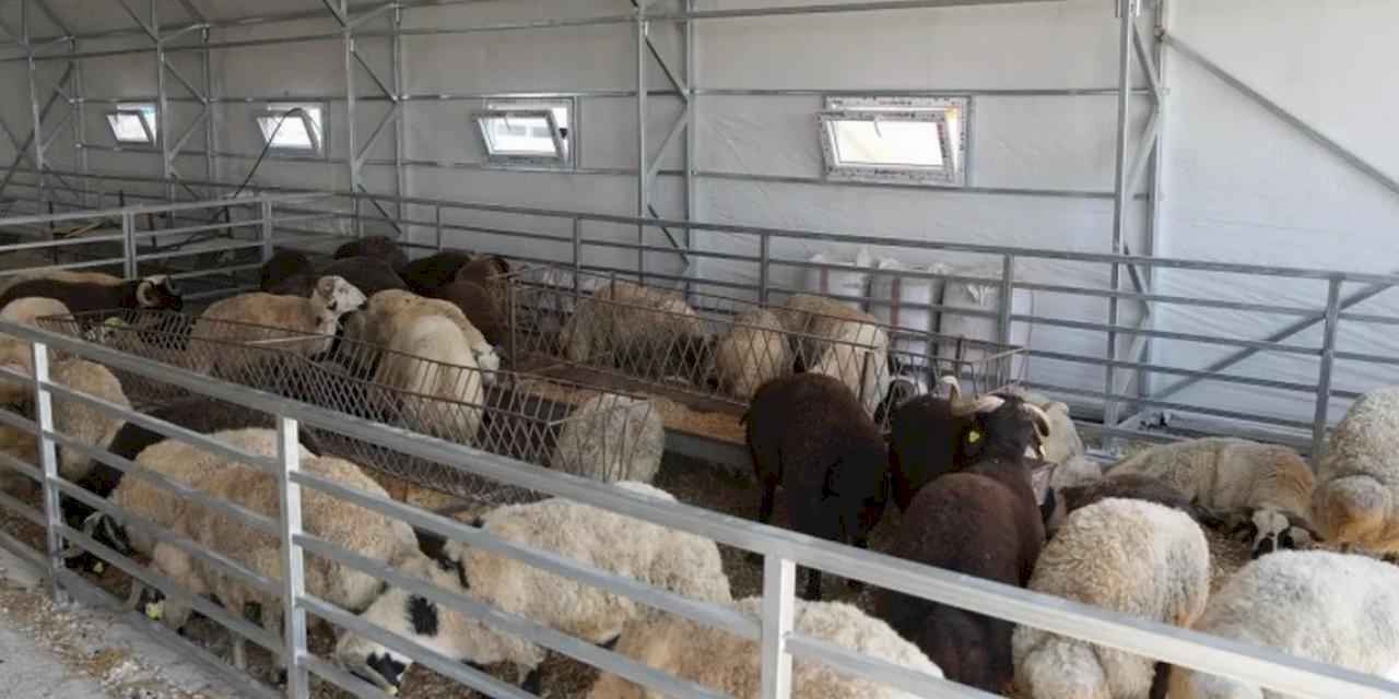 Eskişehir’de hayvan pazarı geçici süreyle kapatıldı