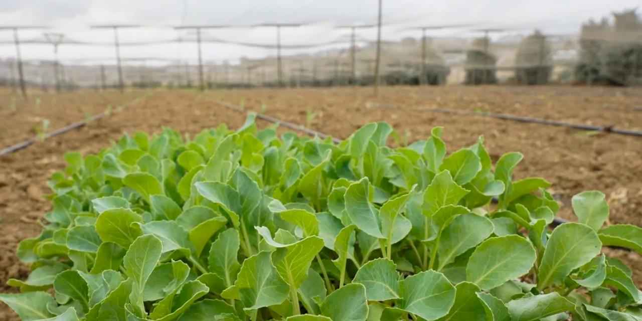 İstanbul Beylikdüzü'nde kışlık fideler toprakla buluştu