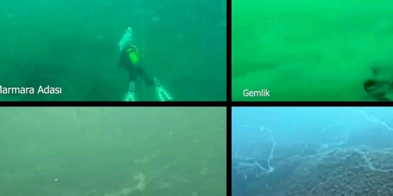 Marmara Denizi'nde müsilaj alarmı! Prof. Dr. Mustafa Sarı'dan acil çağrı