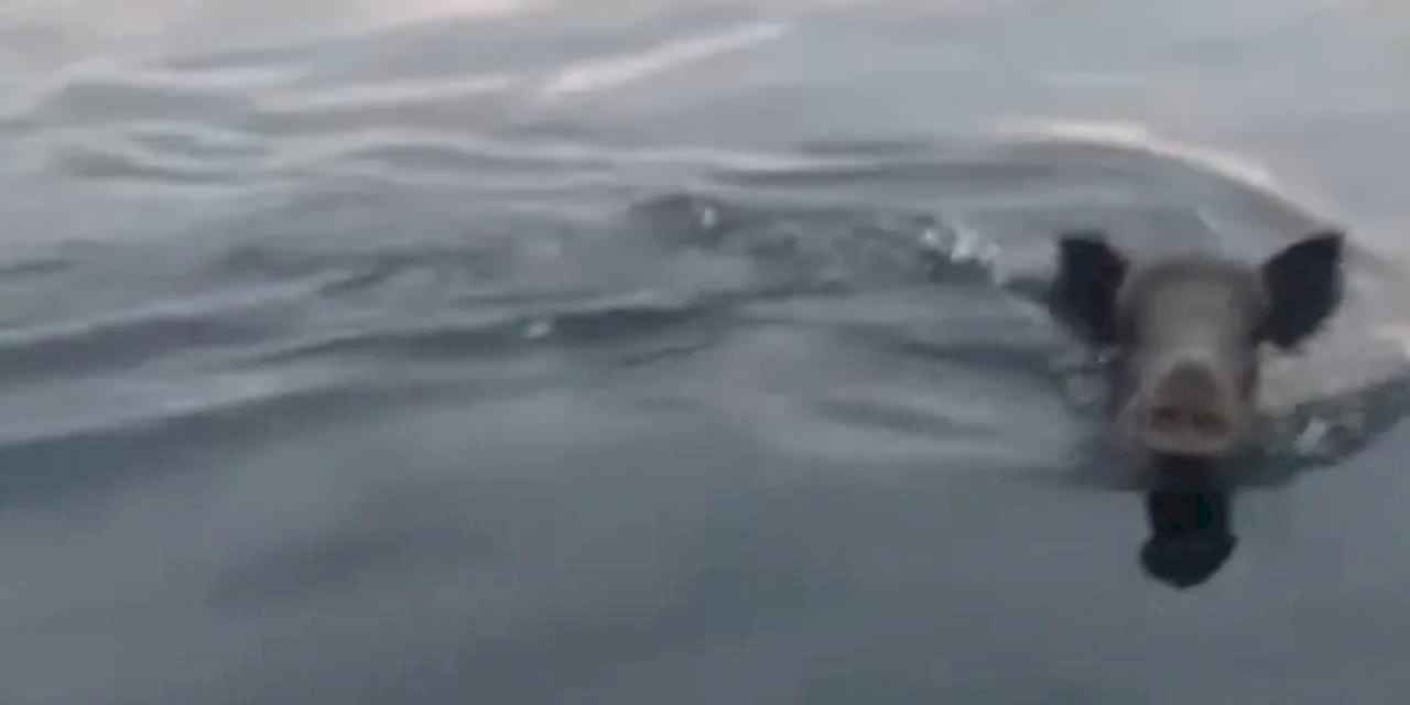 Bursa Mudanya açıklarında yüzen domuz sürprizi