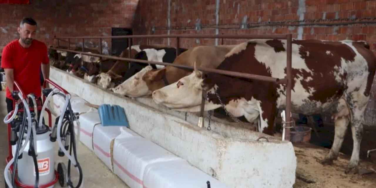 Ordu’da sütün değeri artıyor üreticinin yüzü gülüyor