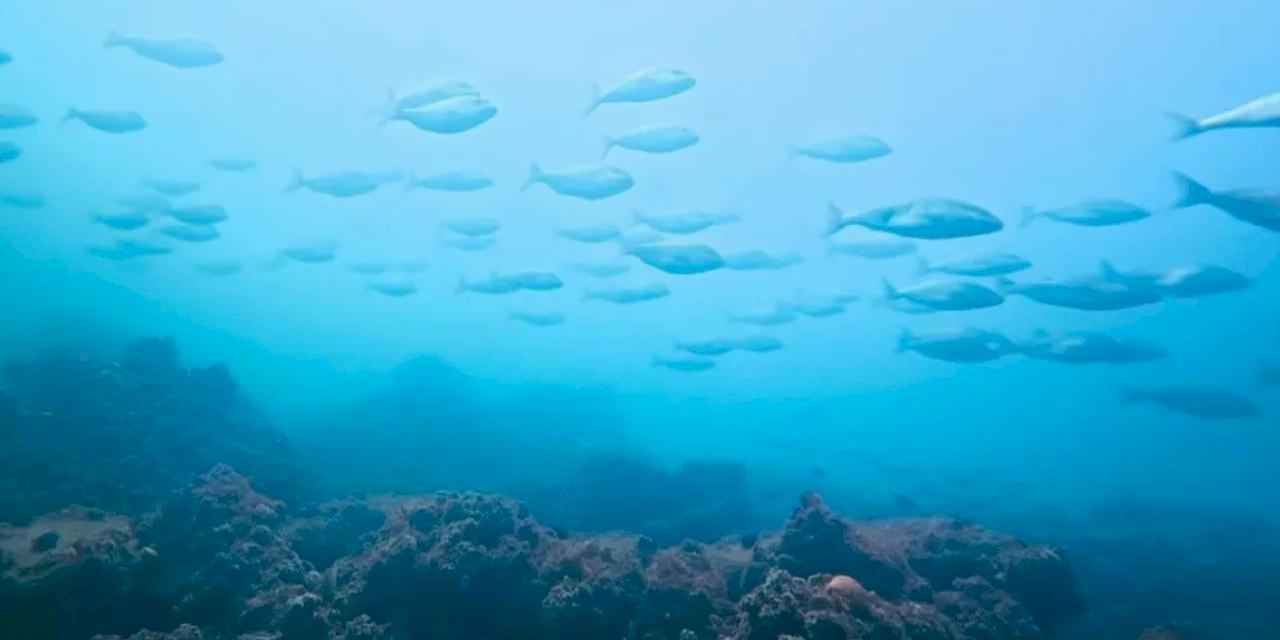 İzmit Körfezi’nde muhteşem değişim... Körfez yeniden can buldu