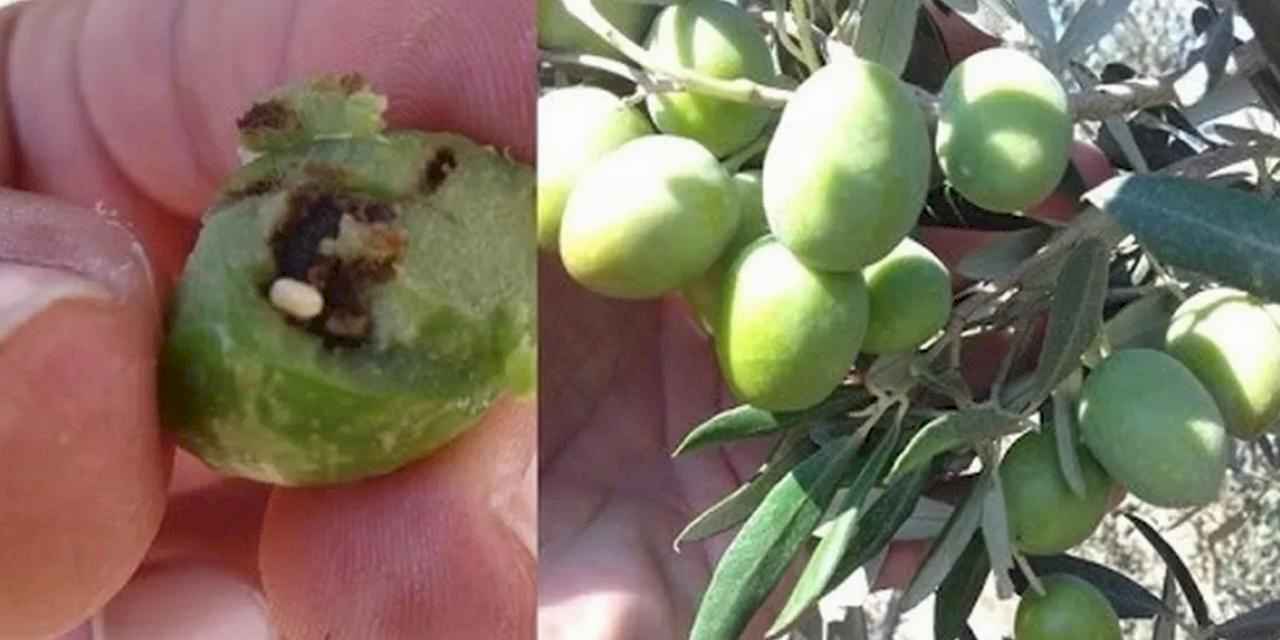 Bursa Mudanya'da zeytin üreticilerine takoz uyarısı