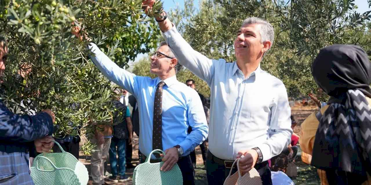 Manisa Soma’da zeytin hasadı şenliği