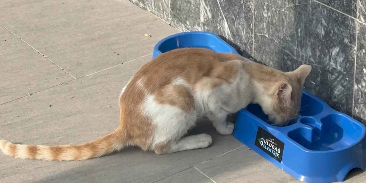Uludağ Elektrik'in 'Sevgimiz, Enerjimiz Sizinle' projesi sokak hayvanlarına umut oluyor
