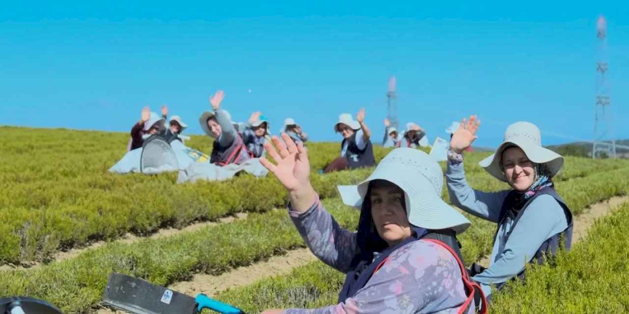 Kocaeli'de 1.140 dekarlık alanda biberiye zamanı