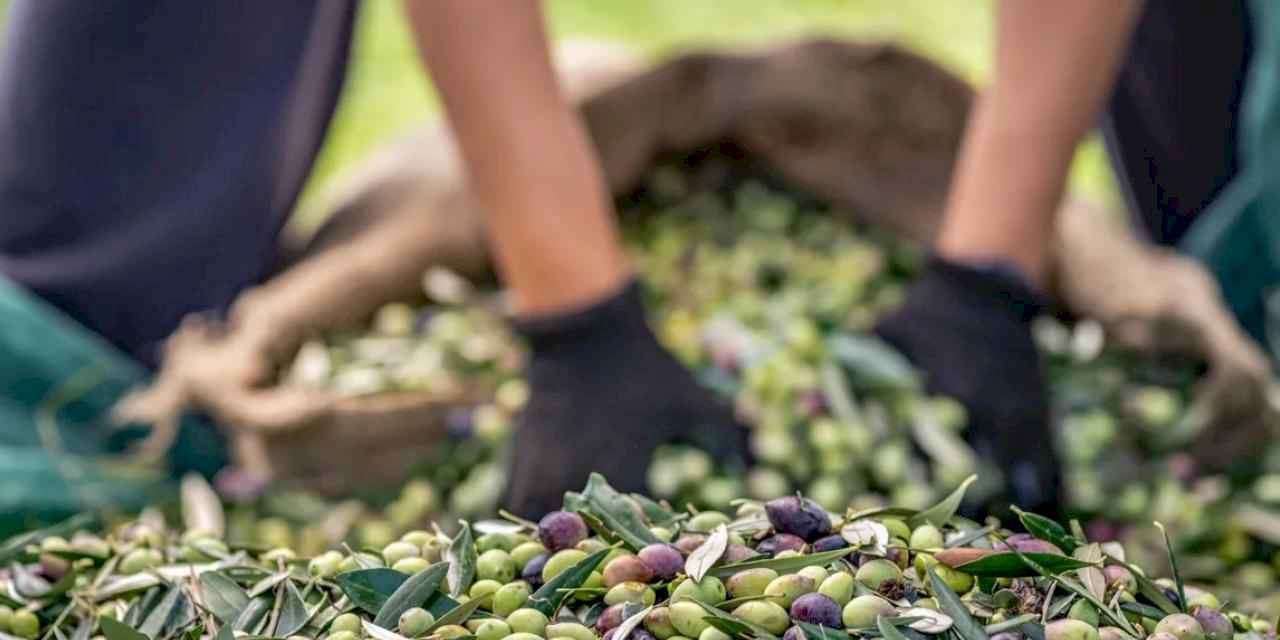 Sofralık Zeytin İhracatında 255 Milyon Dolarlık Tarihi Rekor