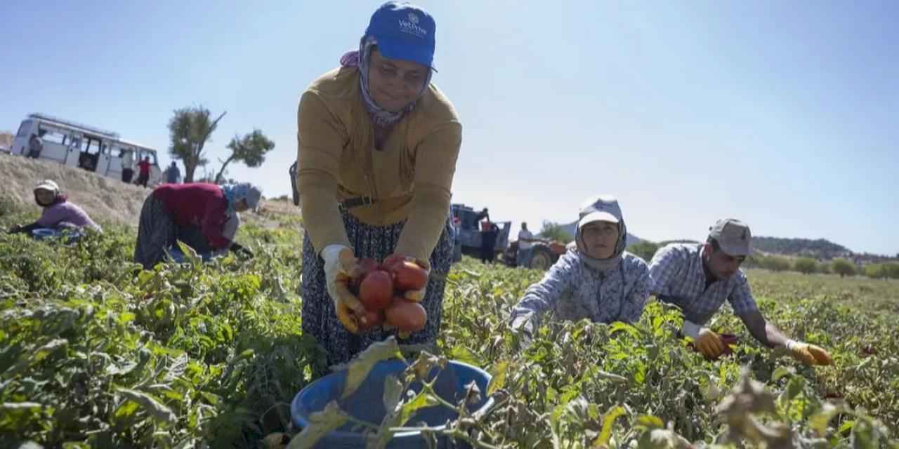 Mersin’de yüzde 70 hibeli domates fidesi desteği