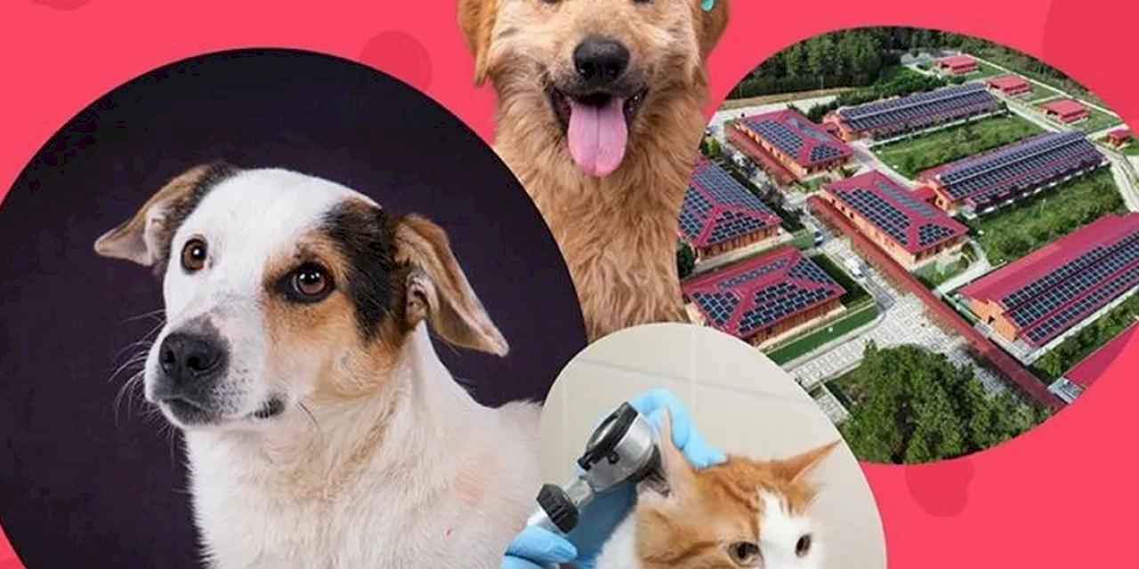 İstanbul Vakfı'ndan can dostlara destek çağrısı