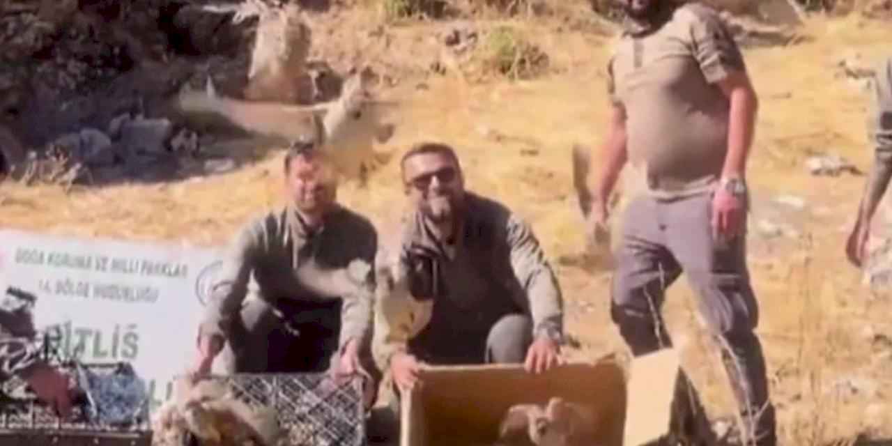 Bitlis’te keklik ticaretine darbe! 90 kınalı keklik doğaya salındı