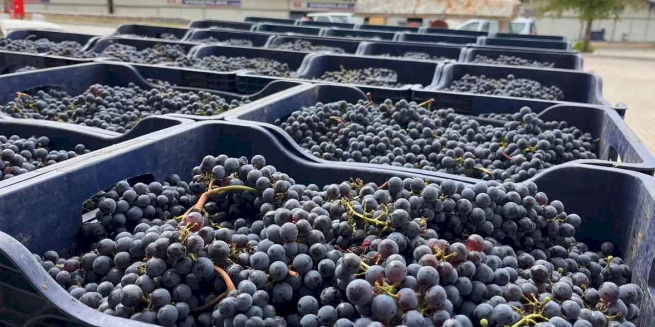 Muğla Büyükşehir'den bağcılığa modern dokunuş