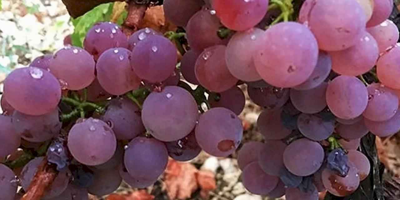 Antalya Finike Yazır’da üzüm zamanı