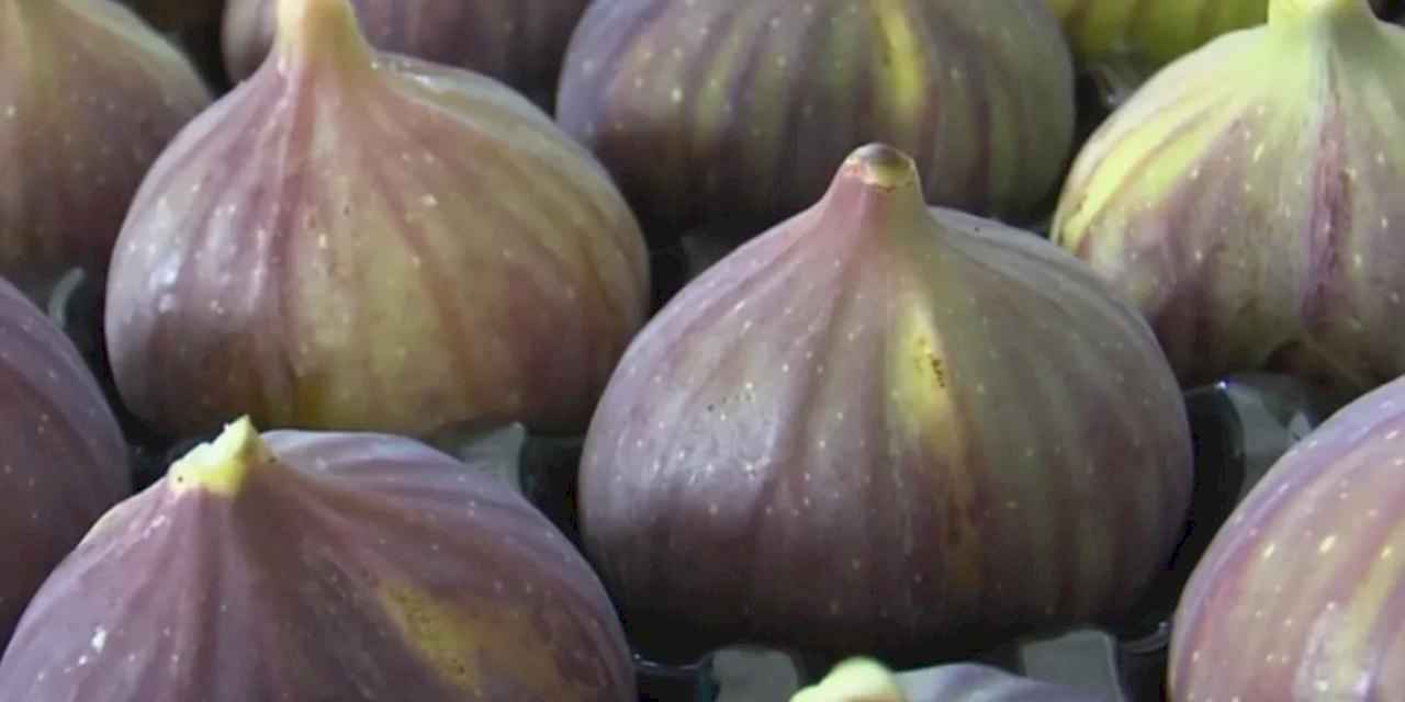 UYMSİB: Bursa siyah inciri ihracatında zor yıl