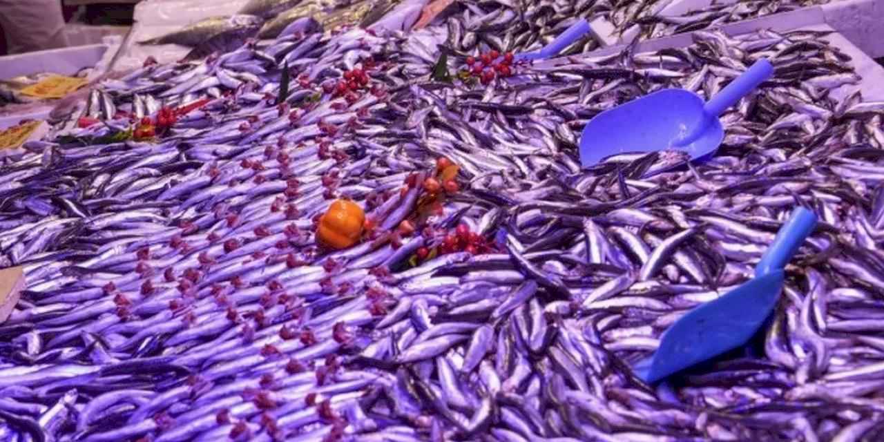 Eskişehir’de balık satış yerlerine ortak denetim