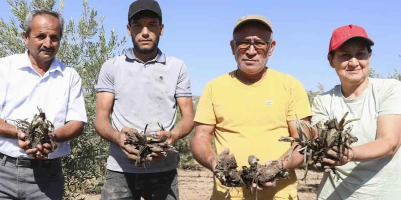 Mersin Büyükşehir’den üreticiye ilk enginar yumrusu desteği