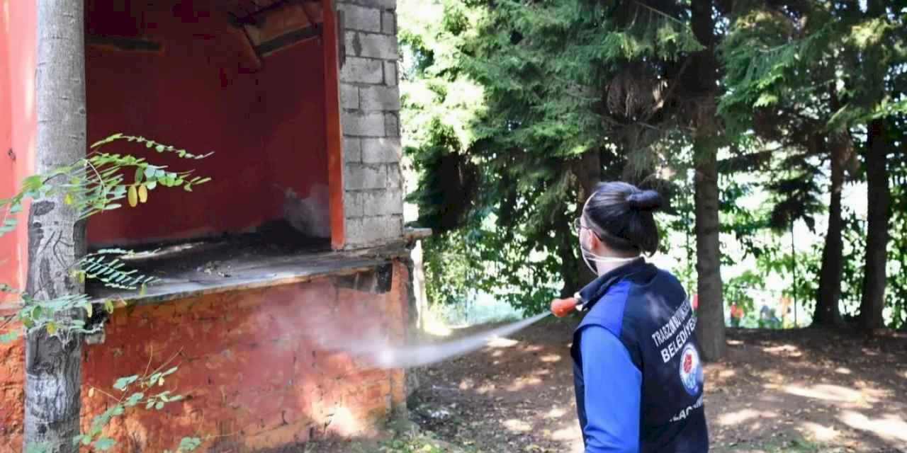 Trabzon’da tarım zararlısına karşı yoğun ilaçlama