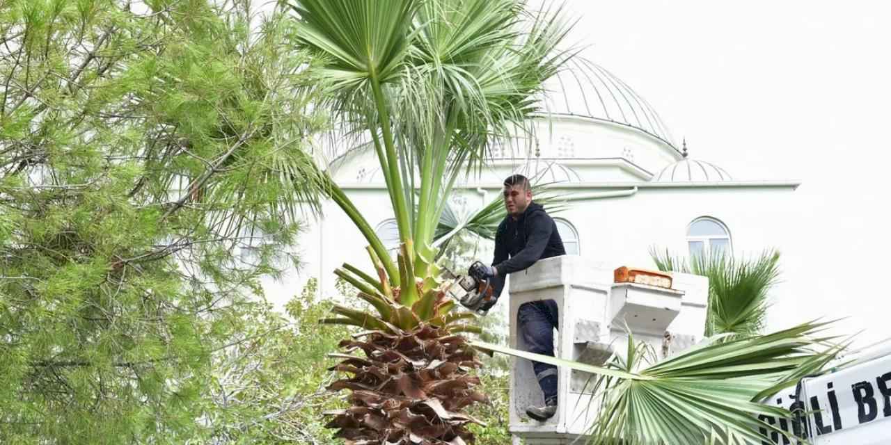 İzmir Çiğli’de sonbahar bakımı