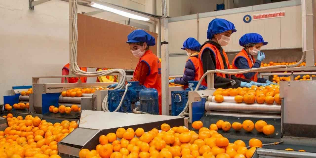 Satsuma mandalinanın yolculuğu 17 Ekim’de başlıyor