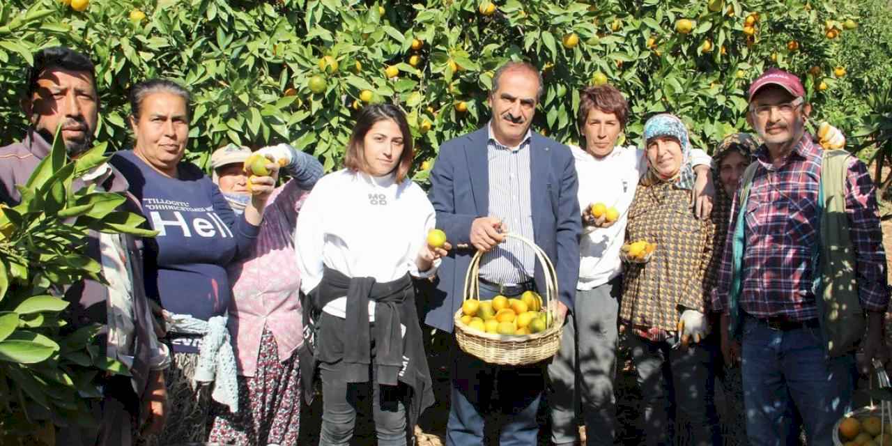 Mandalinada İhracat Hedefi 500 Milyon Dolar, Satsuma Mandalinada 125 Milyon Dolar