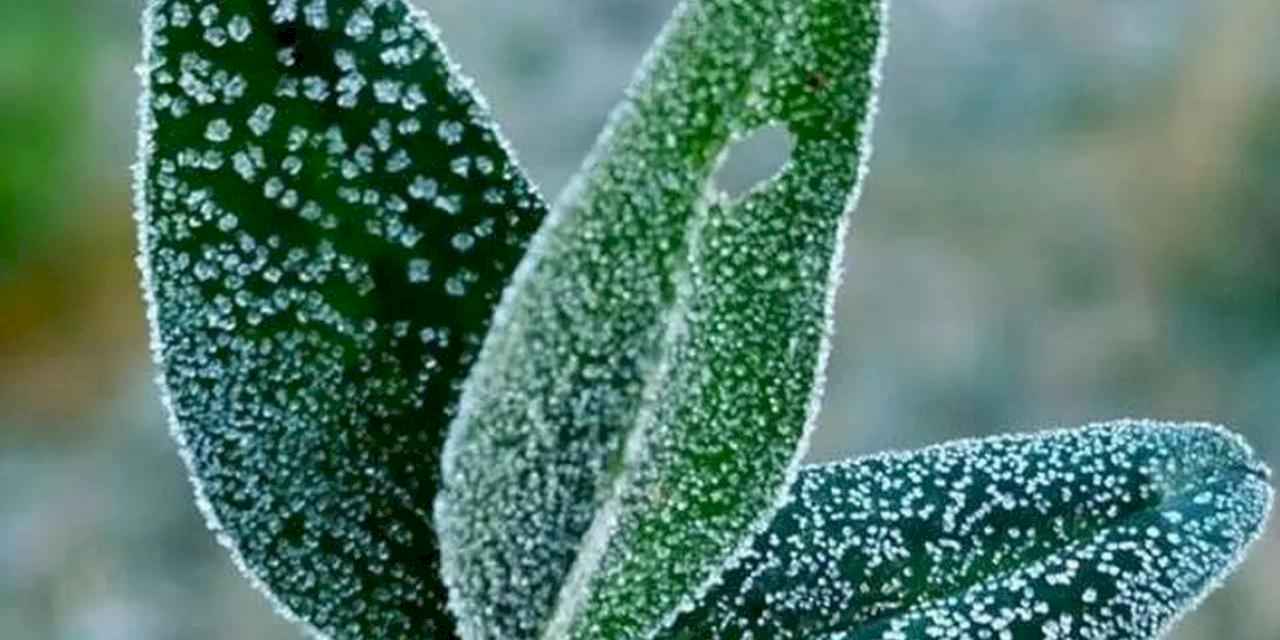 İç Anadolu'nun doğusu için zirai don uyarısı