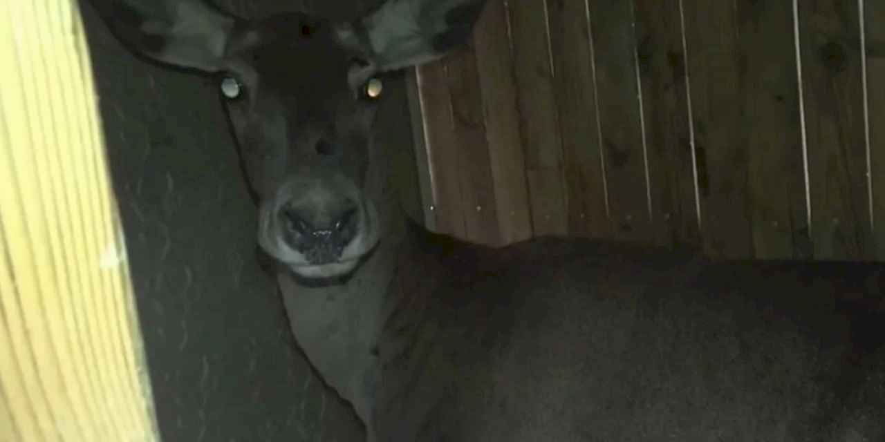 Kızıl geyikler doğaya geri döndü... Bursa’da 3 dişi geyik serbest bırakıldı