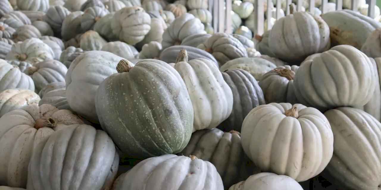 Kocaeli İzmit'te 8 tonluk yerli bal kabağı hasadı