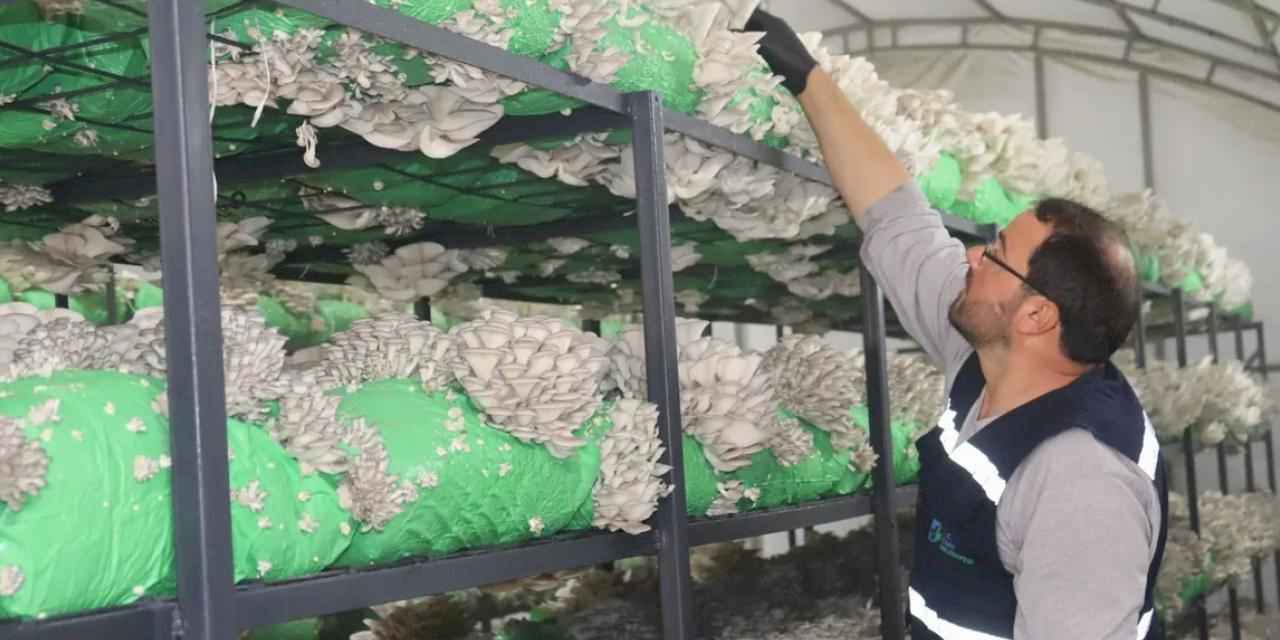 İzmit'ten 2,5 tonluk istiridye mantarı hasadı