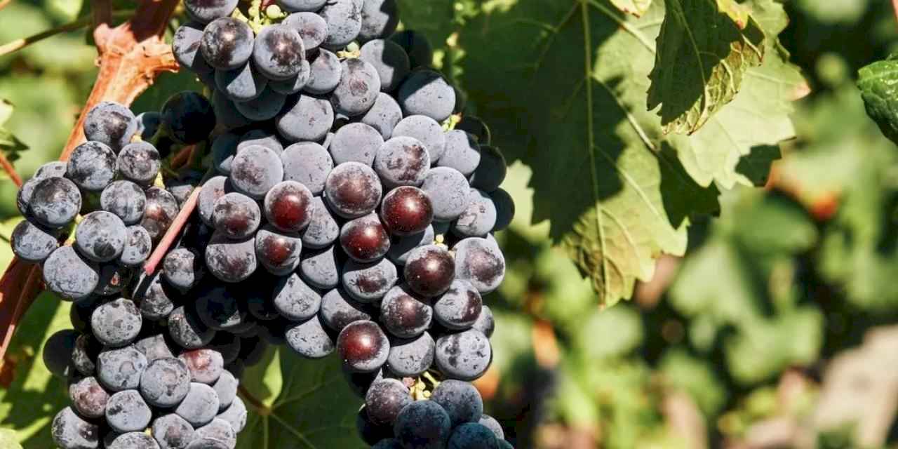 İzmir’in bağcılık mirası Avrupa’ya açılıyor!