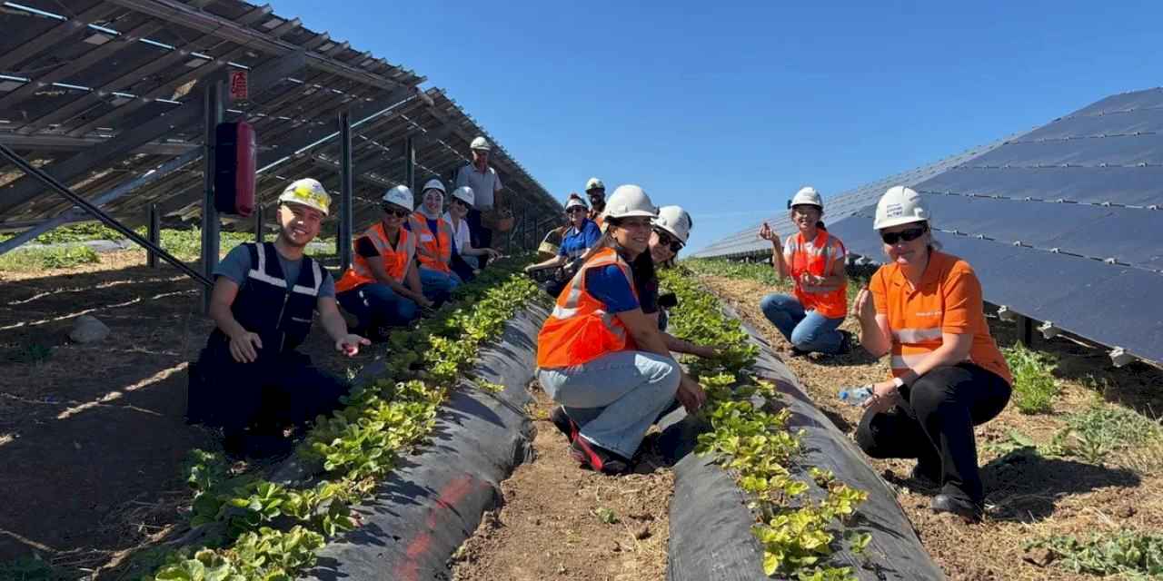 Enerjisa Üretim Agrivoltaik Tarım Uygulamaları ile 5 Ton Hasat Yaptı