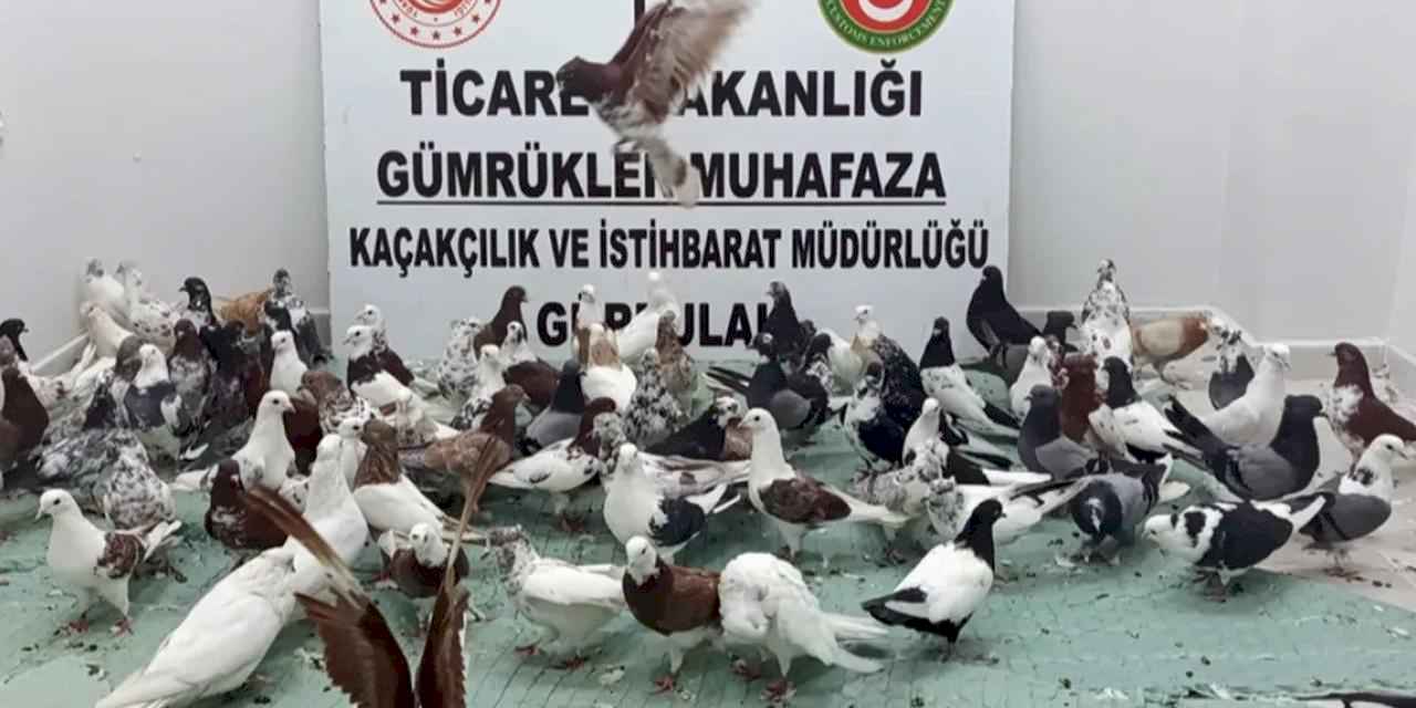 Ticaret'te 'kanatlı' operasyon! Gürbulak'ta 85 'Cancan' ele geçirildi