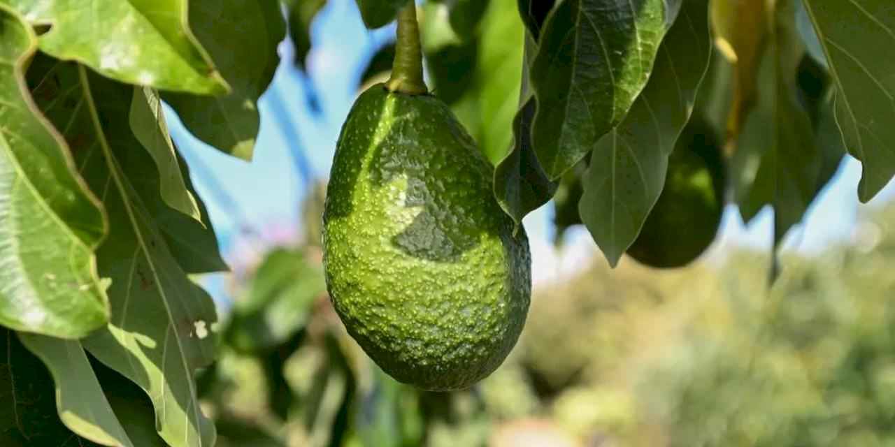 Mersin’de 22 binden fazla avokado fidanı üreticiyle buluştu