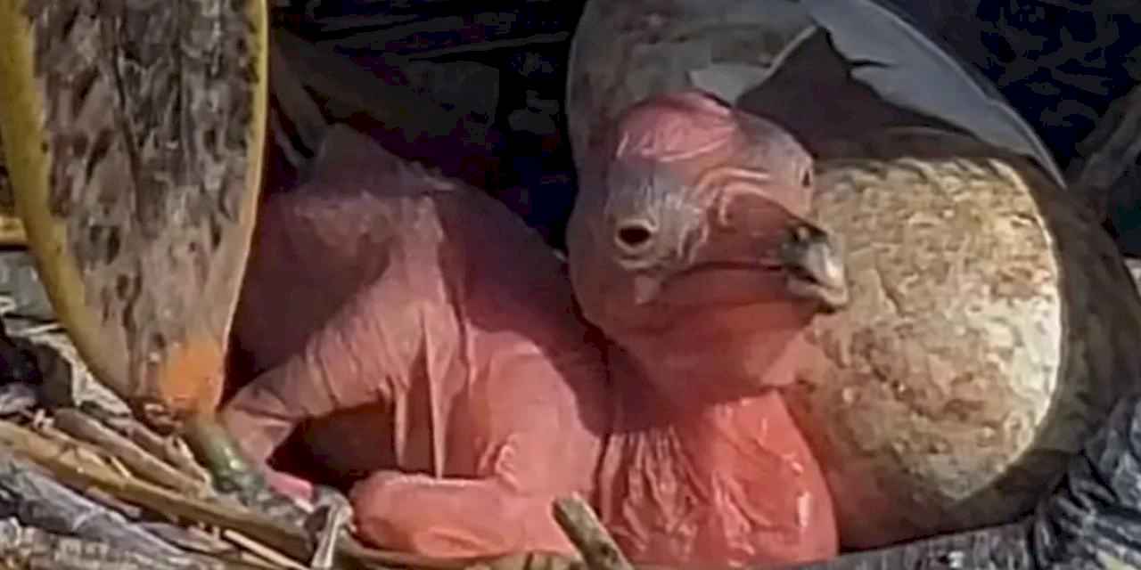 Manyas Kuş Cenneti’nde yeni hayat!