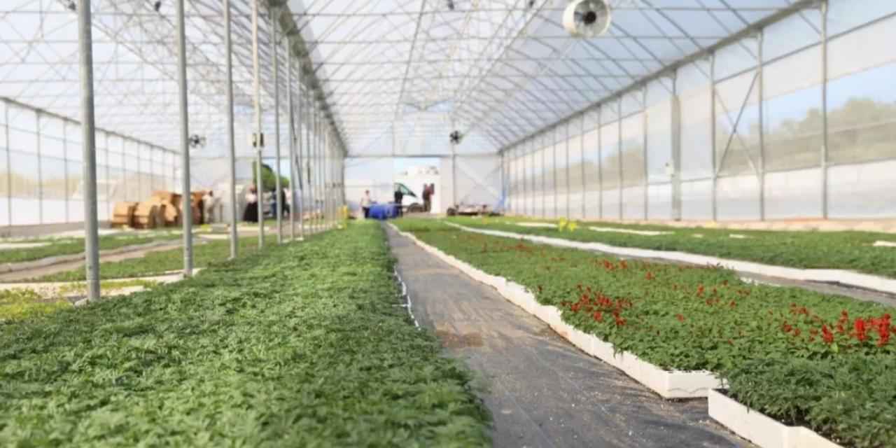 Ordu’nun güzelliği Büyükşehir’in serasından yükseliyor