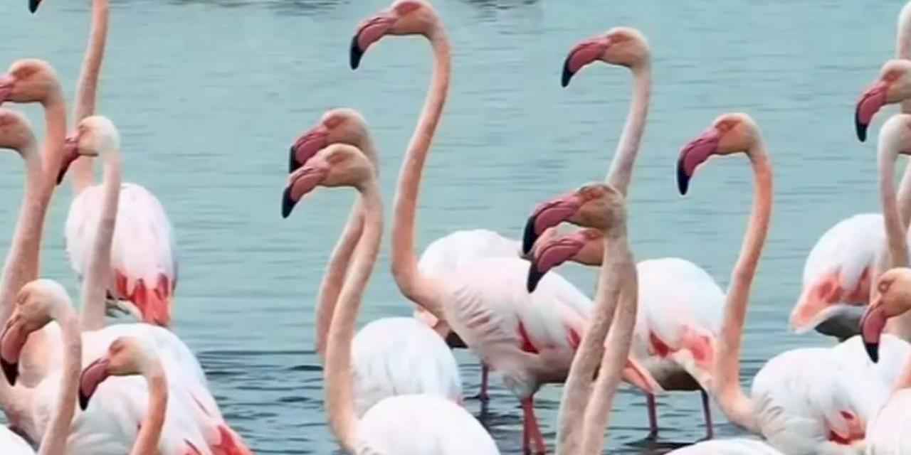 İzmit Körfezi’nde pembe dans