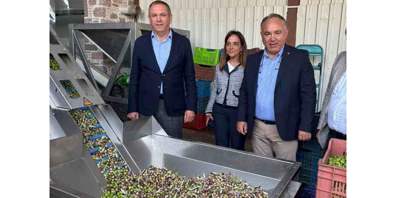 Zeytinyağı ihracatında en büyük sorun markasızlık