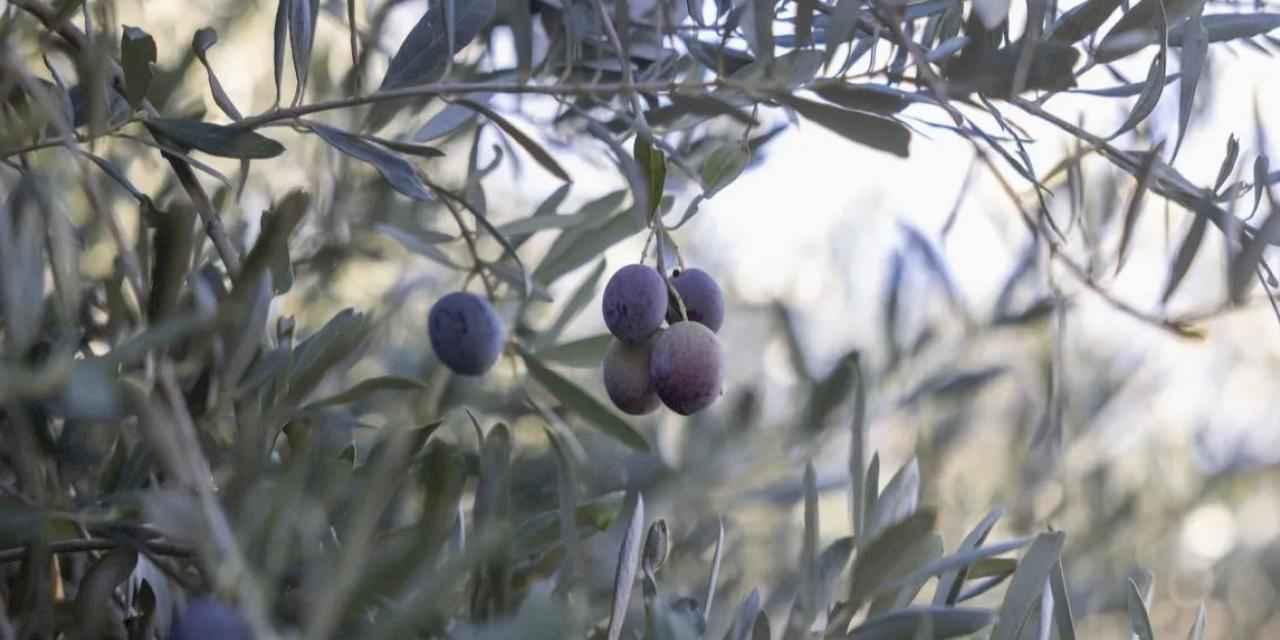 Mersin Büyükşehir’in fidanları üreticinin umudu oldu