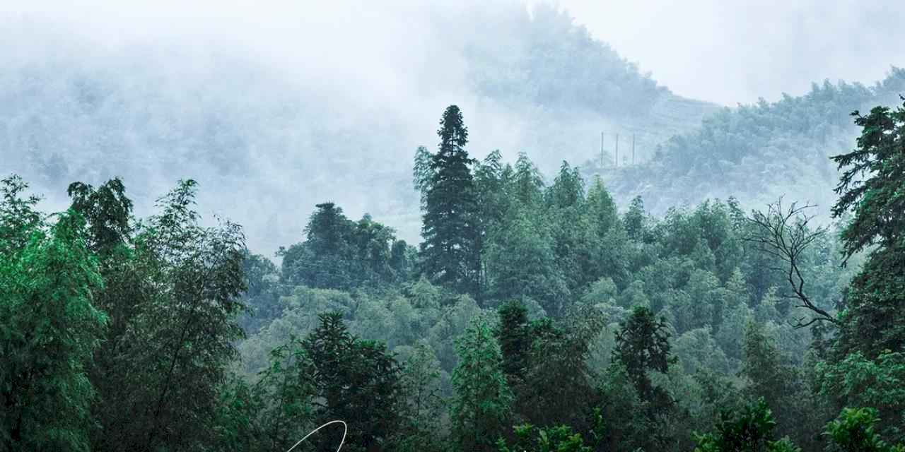 Cumhurbaşkanı Erdoğan’dan 'Yeşil Vatan Seferberliği' çağrısı