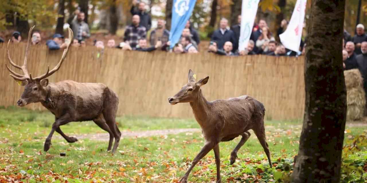 22 kızıl geyik Samanlı Dağları'nda