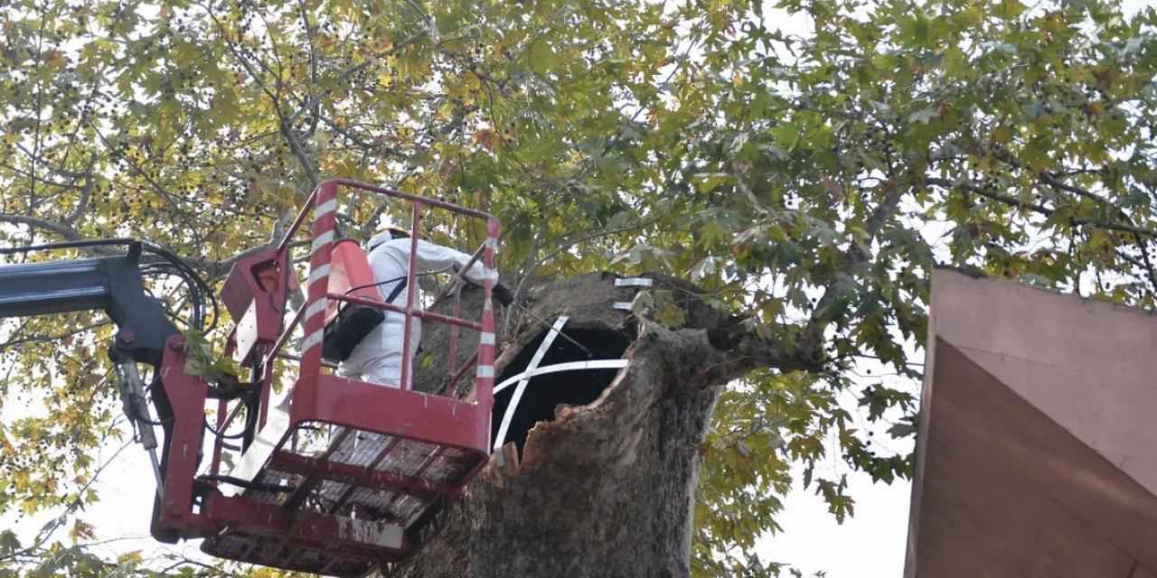 Bursa'da asırlık çınara koruma