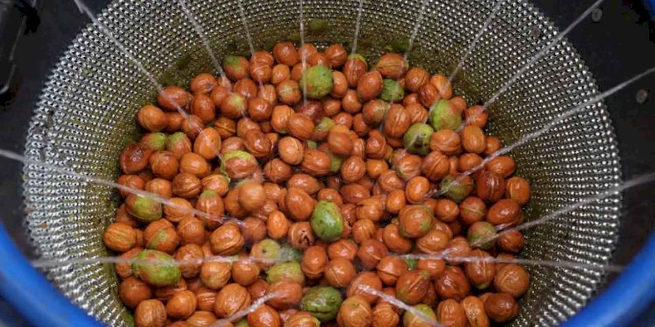 Antalya Büyükşehir’den ceviz üreticisine makine desteği