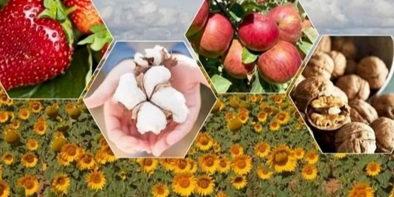 Tarımda zor yıl beklentisi! Bitkisel üretimde düşüş bekleniyor